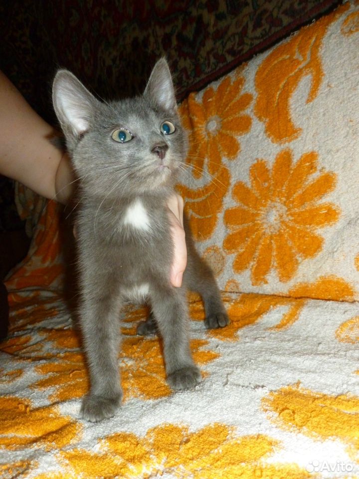 Продам милых котят купить на Зозу.ру - фотография № 4