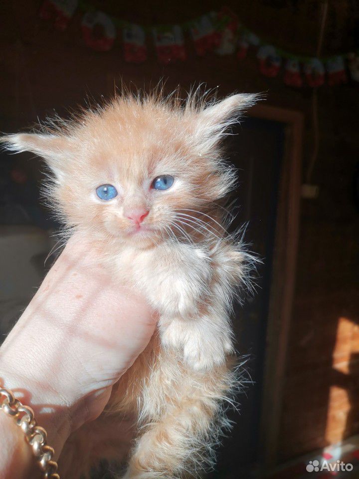 Мейн-кун полидакт, кот купить на Зозу.ру - фотография № 3