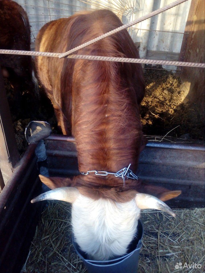 Сдам быка с откорма. живым весом 150, мясом 270 купить на Зозу.ру - фотография № 4