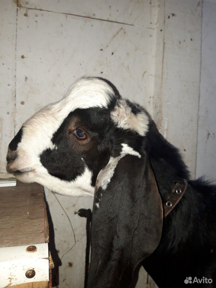 Англо-нубийские козы купить на Зозу.ру - фотография № 7