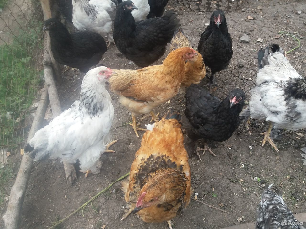 Продам цыплят от кур несушек купить на Зозу.ру - фотография № 2