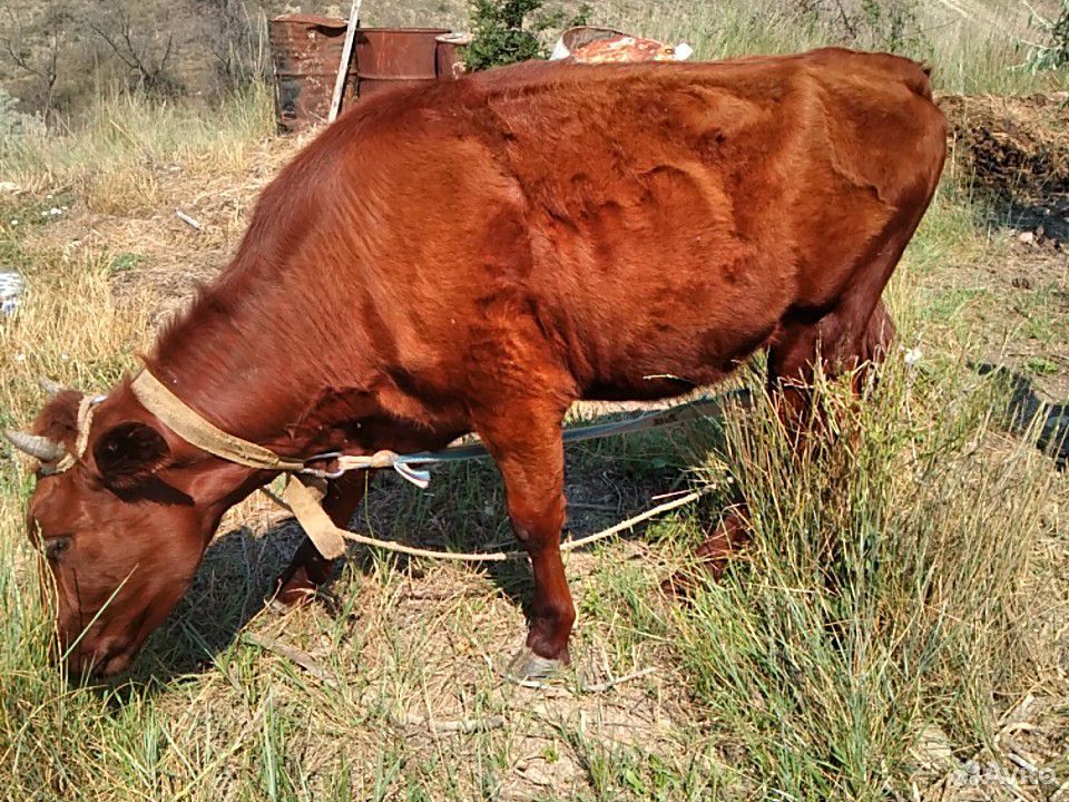 Корова (телка) купить на Зозу.ру - фотография № 3