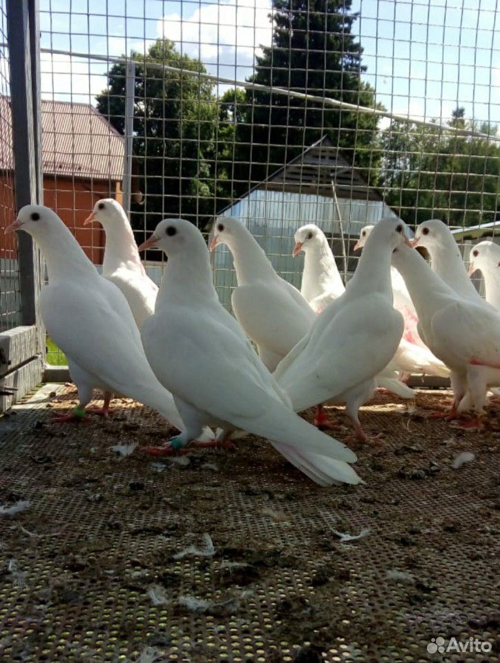 Бакинские голуби купить на Зозу.ру - фотография № 1