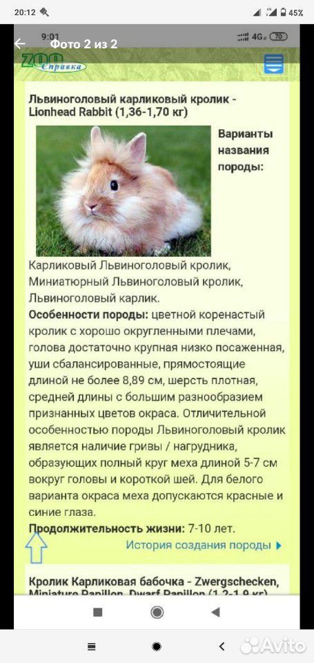 Декоративный кролик купить на Зозу.ру - фотография № 3