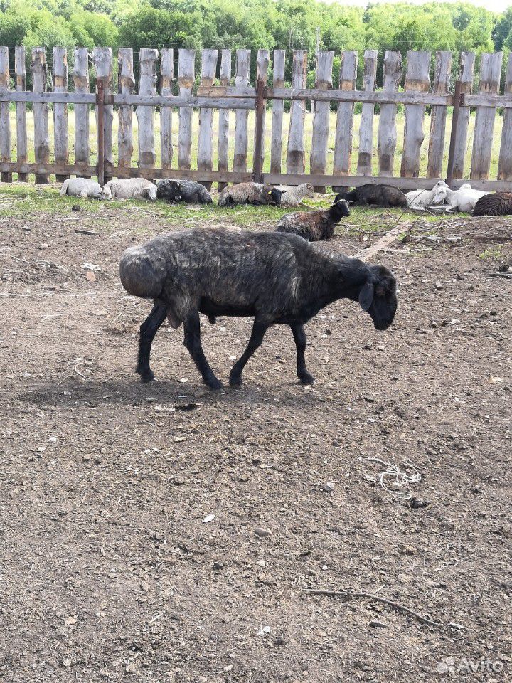 Баран овцы козы купить на Зозу.ру - фотография № 1