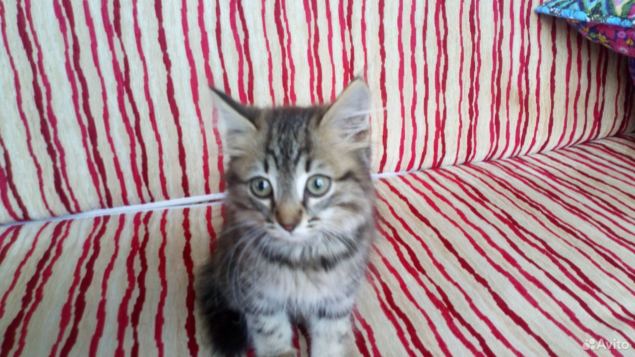 Сибирский кот купить на Зозу.ру - фотография № 3