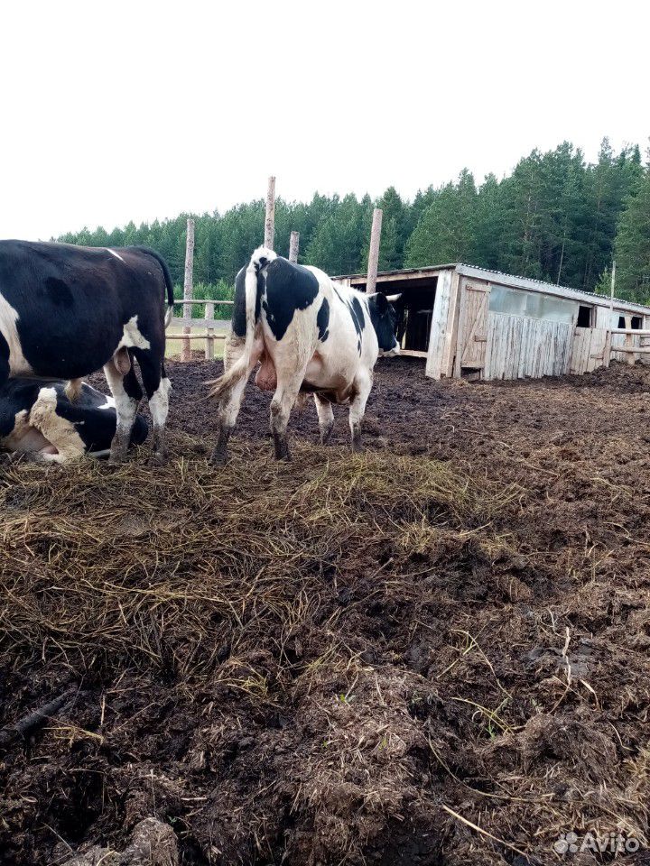 Корова, 2 быка, бычки купить на Зозу.ру - фотография № 8