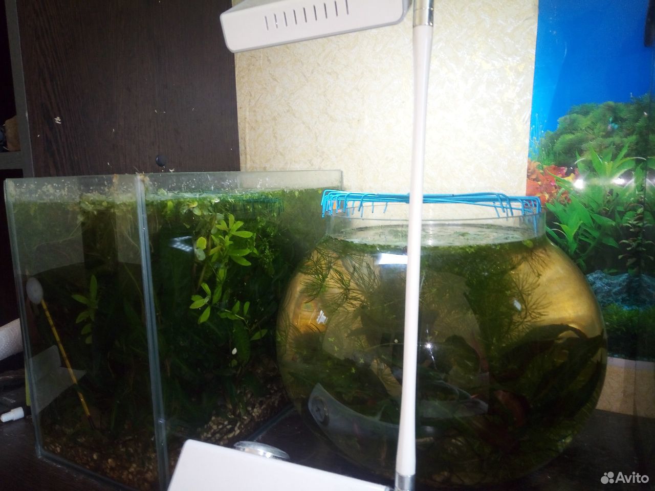 Аквариумы,аквариумные растения купить на Зозу.ру - фотография № 2