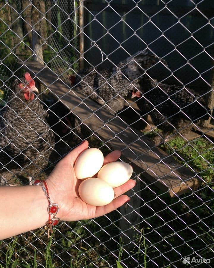 Инкубационное яйцо породных кур купить на Зозу.ру - фотография № 1