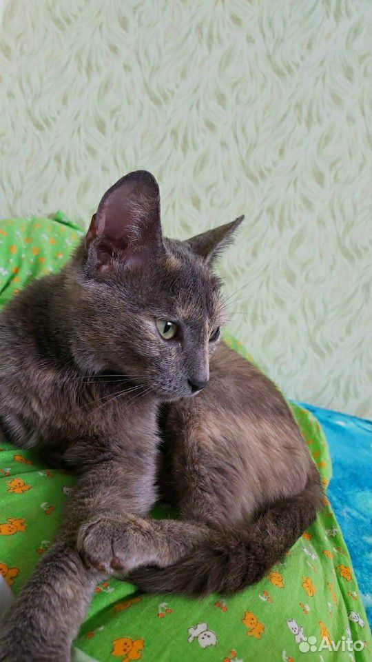 Кошка 10 месяцев стерилизована купить на Зозу.ру - фотография № 1
