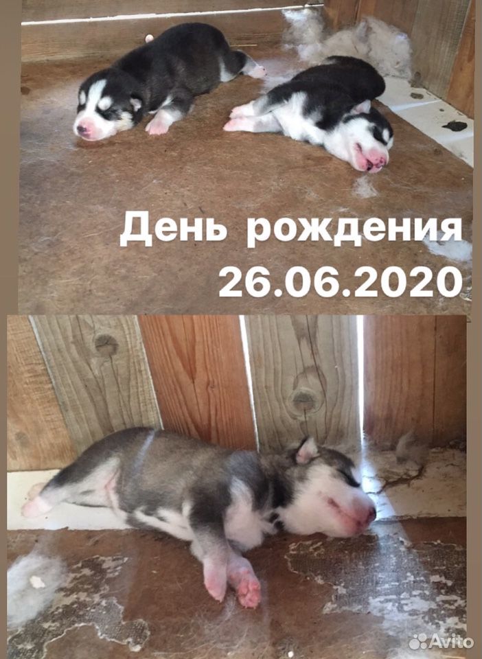 Продажа щенков купить на Зозу.ру - фотография № 3