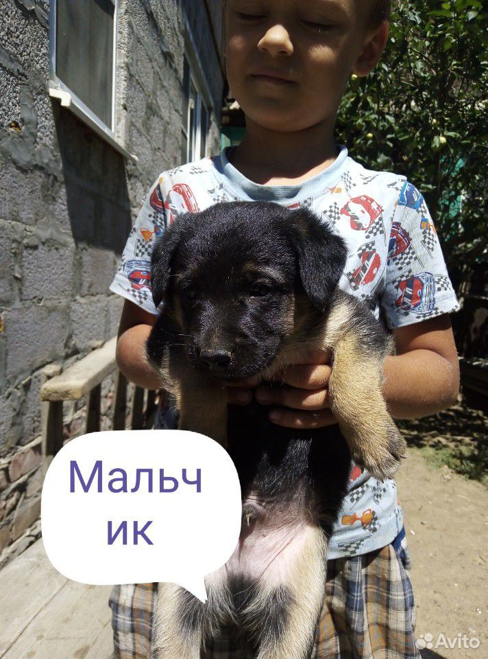 Собака для двора купить на Зозу.ру - фотография № 2