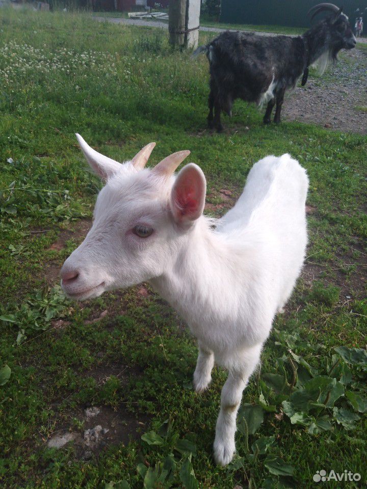 Продам дойную козу и козочку купить на Зозу.ру - фотография № 4