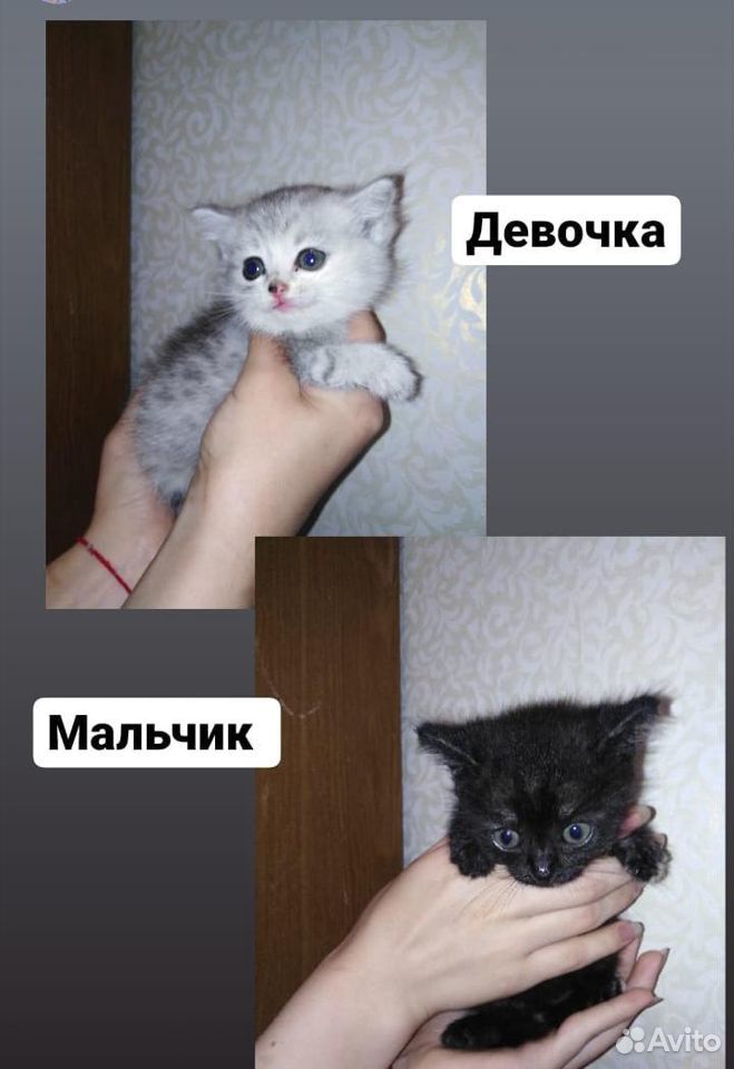 Отдам котят в добрые руки, подбросили в подъезд купить на Зозу.ру - фотография № 6