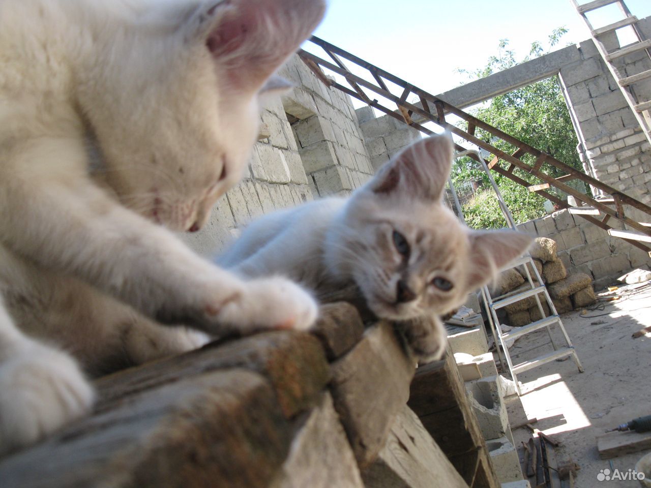 Бесценные котята купить на Зозу.ру - фотография № 3