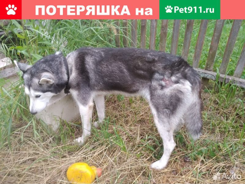 Найдена собака Хаски купить на Зозу.ру - фотография № 2