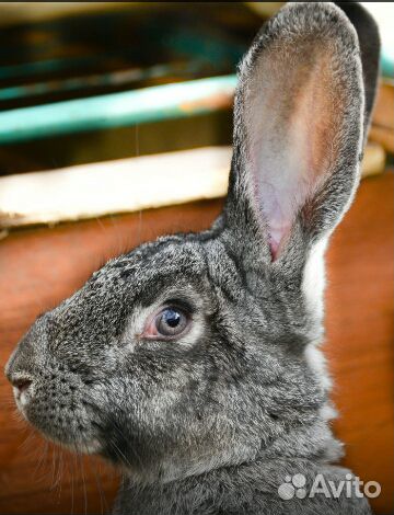 Продаются Кролики самец и самка породы Бабочка купить на Зозу.ру - фотография № 2
