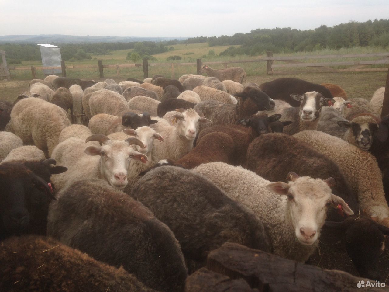 Продам овец баранов купить на Зозу.ру - фотография № 1