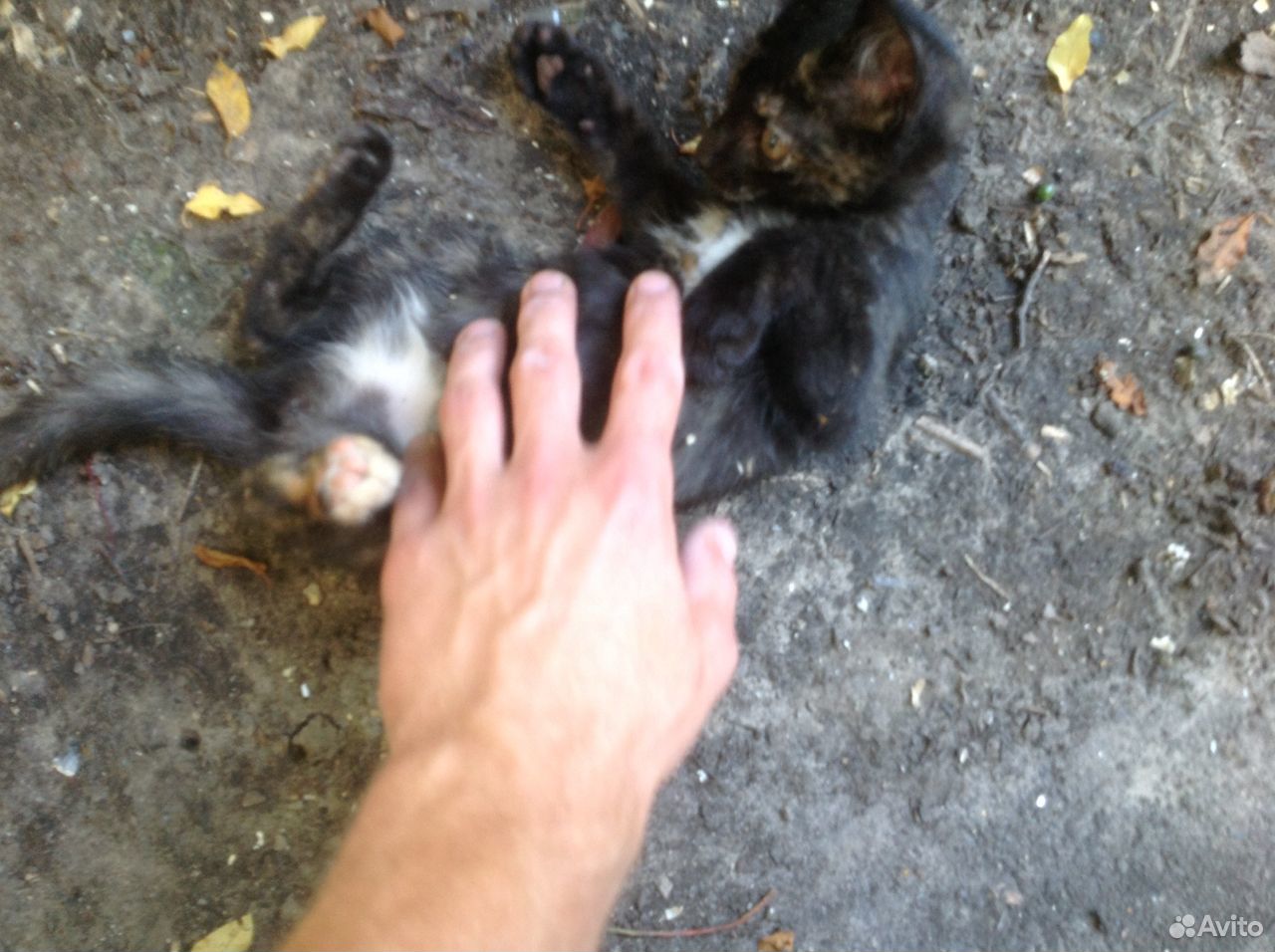 Котёнок метис в Добрые руки купить на Зозу.ру - фотография № 2
