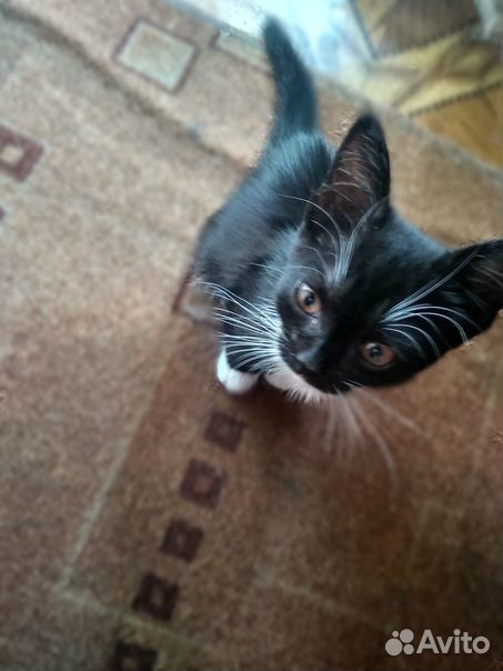 SOS Котёнок(девочка) ищет дом купить на Зозу.ру - фотография № 1