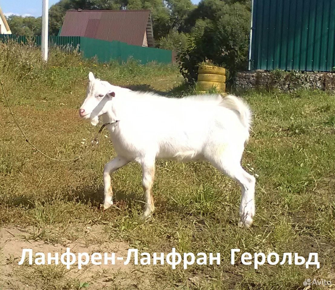 Зааненская коза, дойная и козочка купить на Зозу.ру - фотография № 9