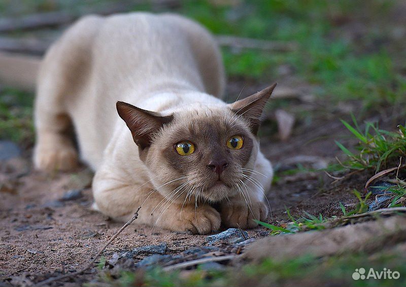 Бурманские котята купить на Зозу.ру - фотография № 4