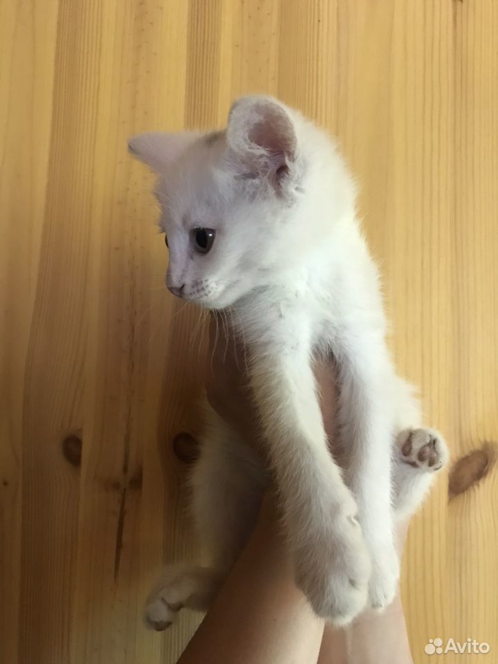 Белый котёнок 2 месяца, девочка купить на Зозу.ру - фотография № 3