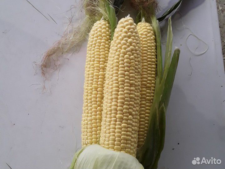 Супер сладкая кукуруза купить на Зозу.ру - фотография № 4