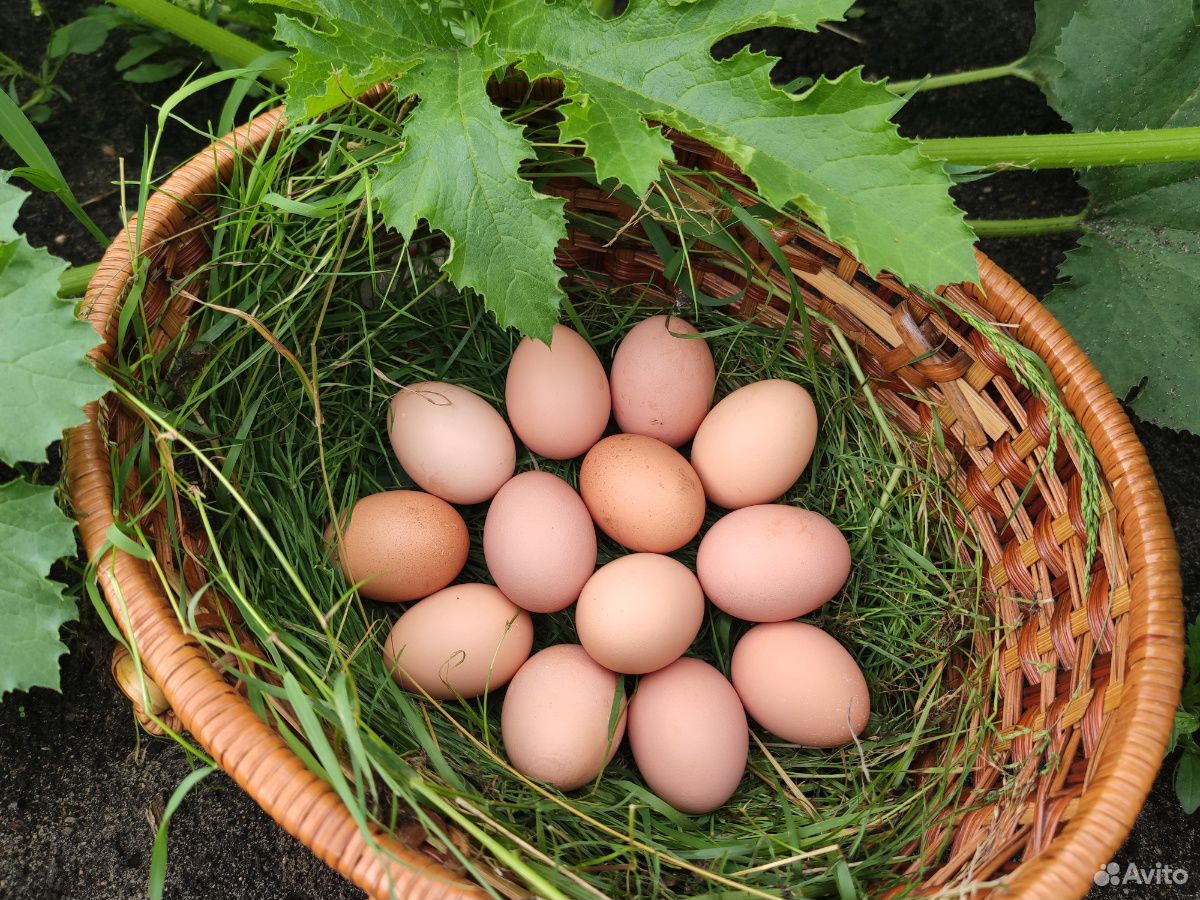 Яйца домашних кур купить на Зозу.ру - фотография № 2
