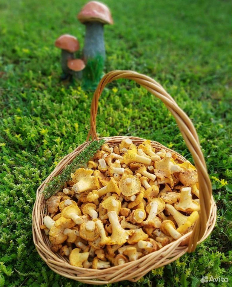 Лисички, грибы купить на Зозу.ру - фотография № 1