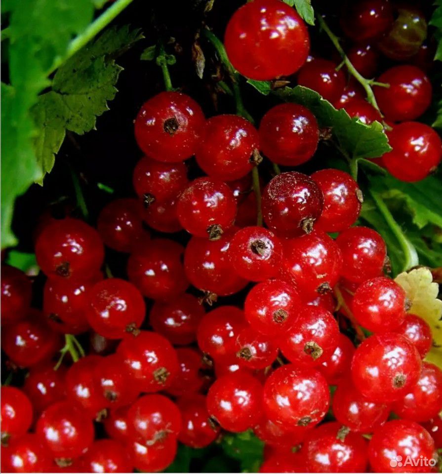 Продам ягоду красной смородины купить на Зозу.ру - фотография № 1