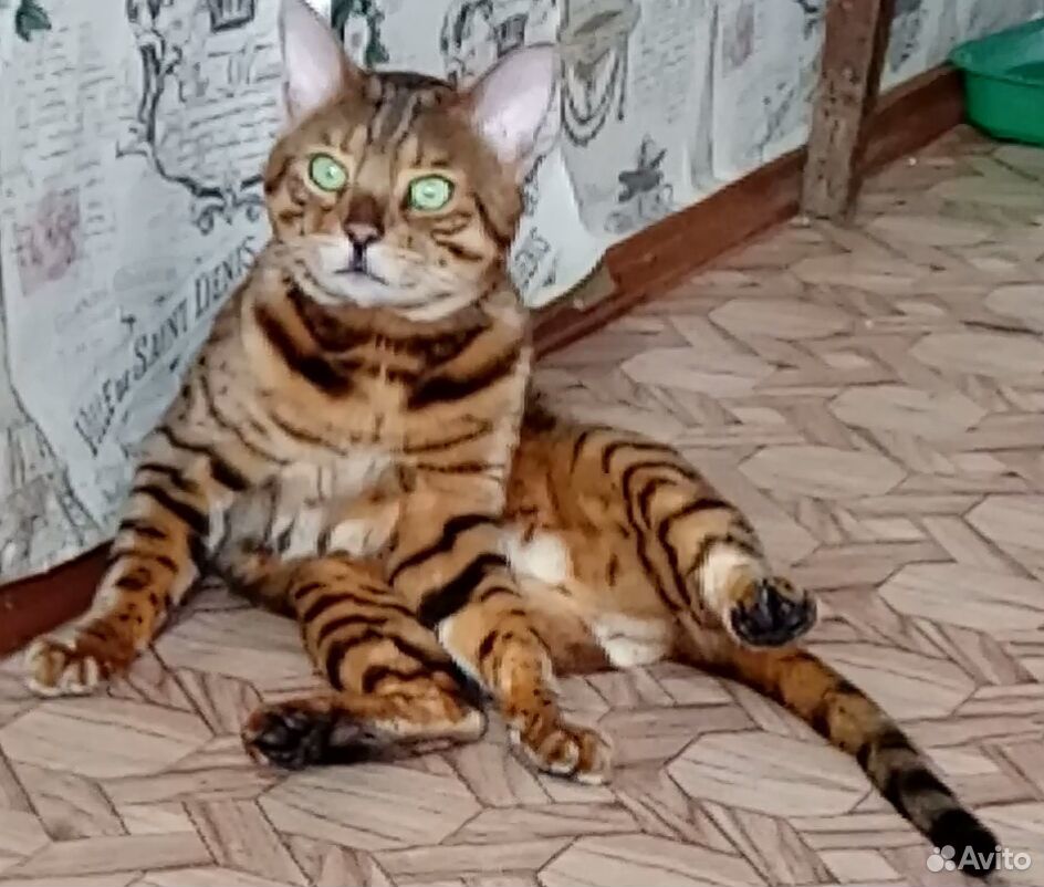 Бенгальская кошка купить на Зозу.ру - фотография № 6