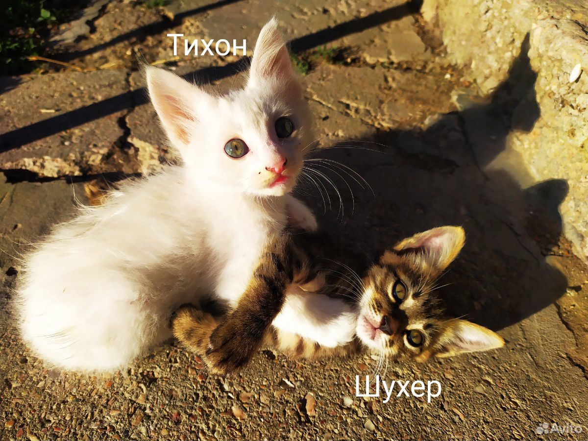 Котята бесплатно, в добрые руки купить на Зозу.ру - фотография № 1