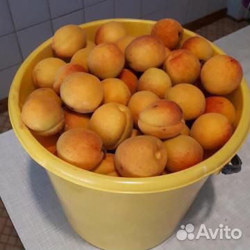 Продам абрикосы купить на Зозу.ру - фотография № 1