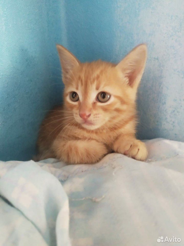 Рыжий котенок купить на Зозу.ру - фотография № 4