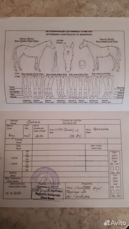 Лошадь англо-кабардинской породы, 2016 года рожден купить на Зозу.ру - фотография № 7