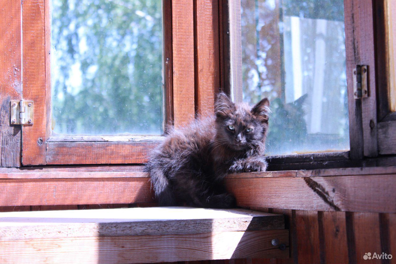 Отдам черного котенка купить на Зозу.ру - фотография № 4