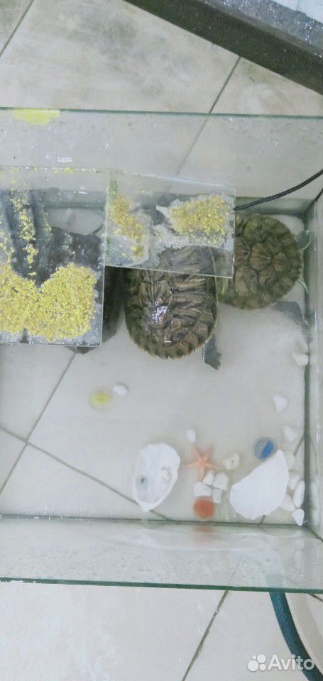 Черепахи красноухой купить на Зозу.ру - фотография № 7