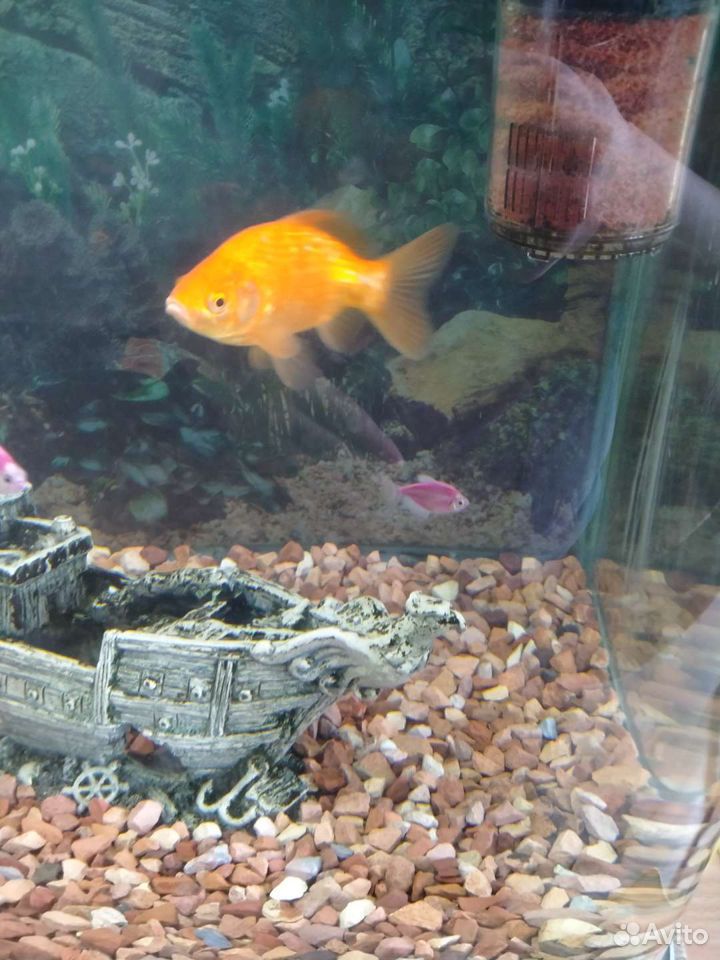 Рыба золотая самец купить на Зозу.ру - фотография № 8