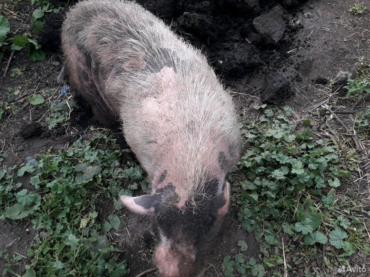 Хряк вьетнамской вислобрюхой свиньи купить на Зозу.ру - фотография № 1