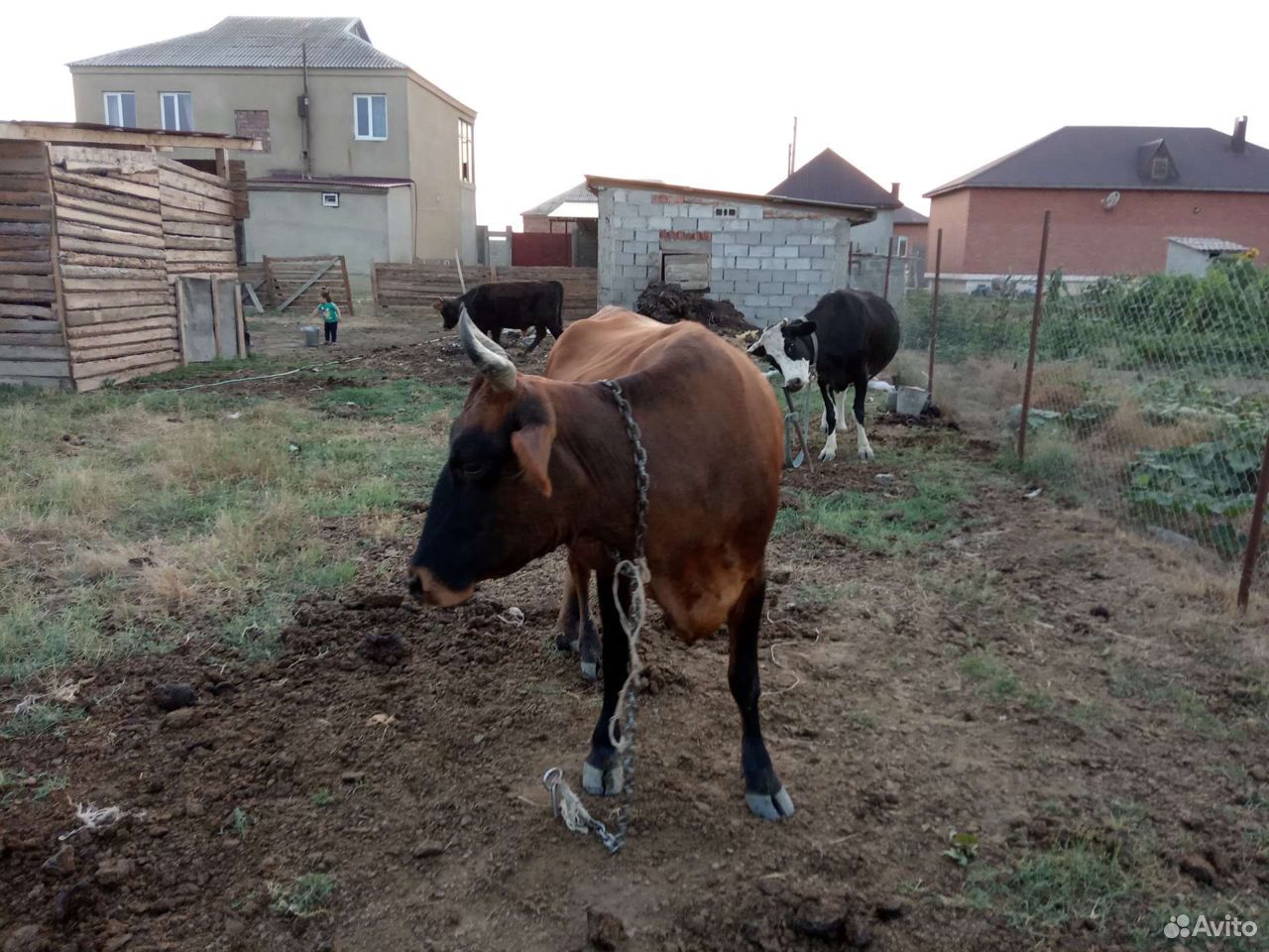 Продаются две коровы купить на Зозу.ру - фотография № 1