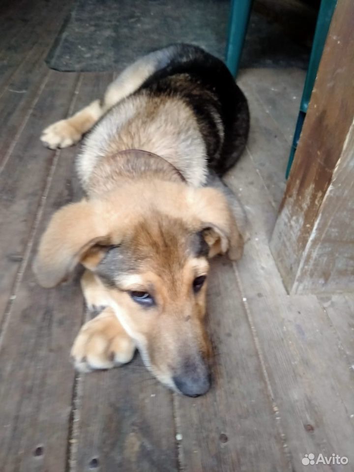 Собака-щенок 3-4 месяца,ищет хозяина купить на Зозу.ру - фотография № 4