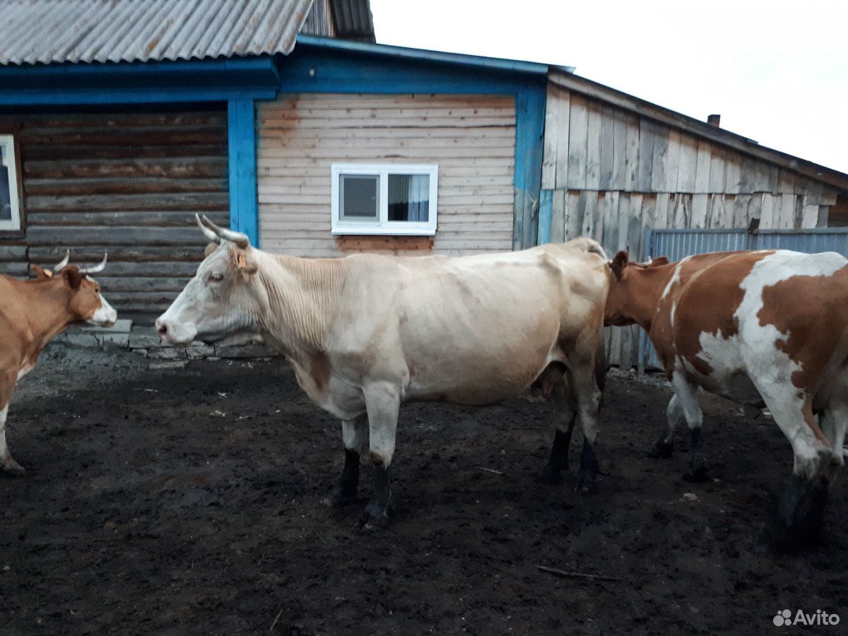 Коровы и тёлки купить на Зозу.ру - фотография № 2