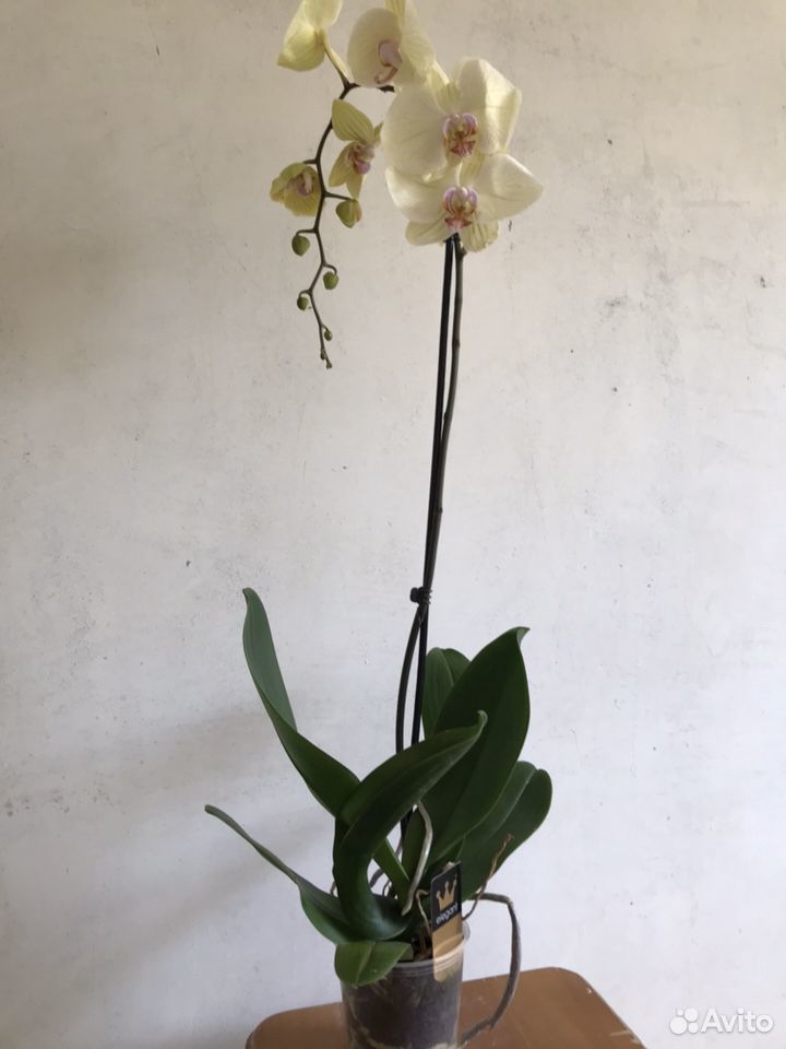 Орхидея фаленопсис цветущая купить на Зозу.ру - фотография № 3
