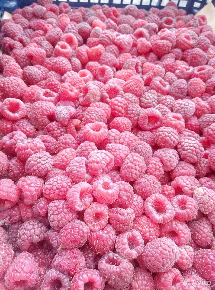 Малина ягоды опт купить на Зозу.ру - фотография № 1