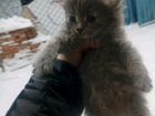 Котята сибирская порода хорошие охотники объявление продам