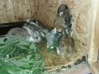 Кролики и крольчата разных мясных пород объявление продам