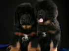 Продаются щенки Тибетского мастифа объявление продам