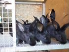 Кролики породы Серебро объявление продам