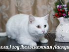 Кошки Коты Котята объявление продам